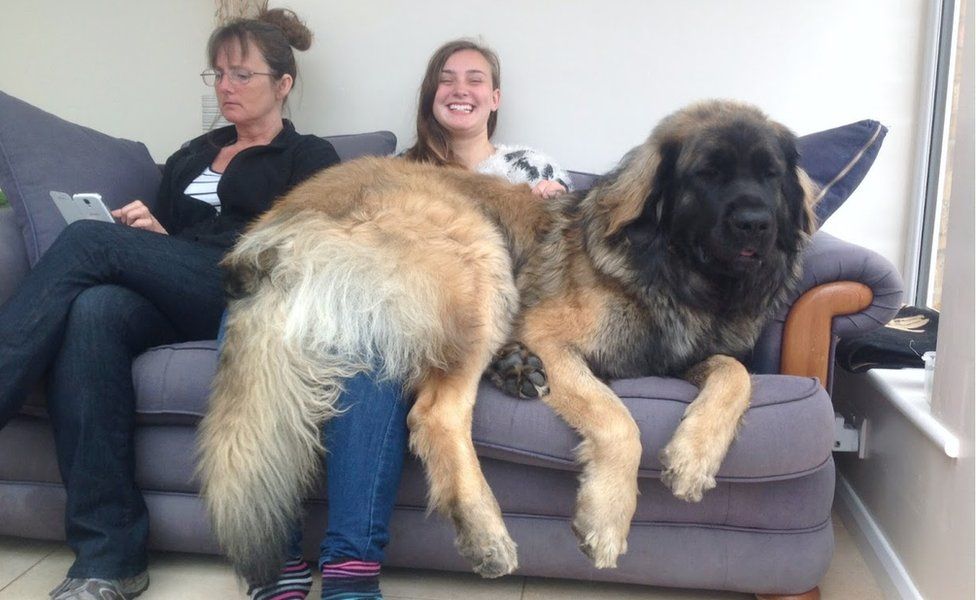  نژاد لئونبرگر (Leonberger)